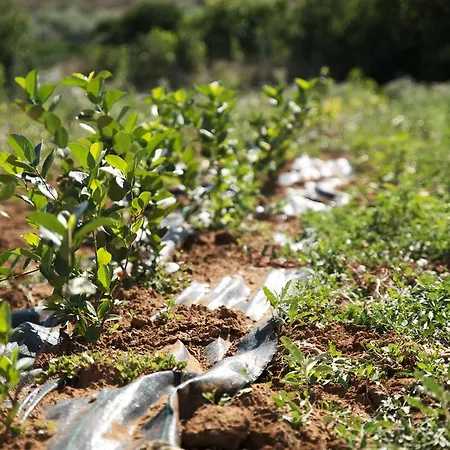 Agrotospita Country Country house Nafplio